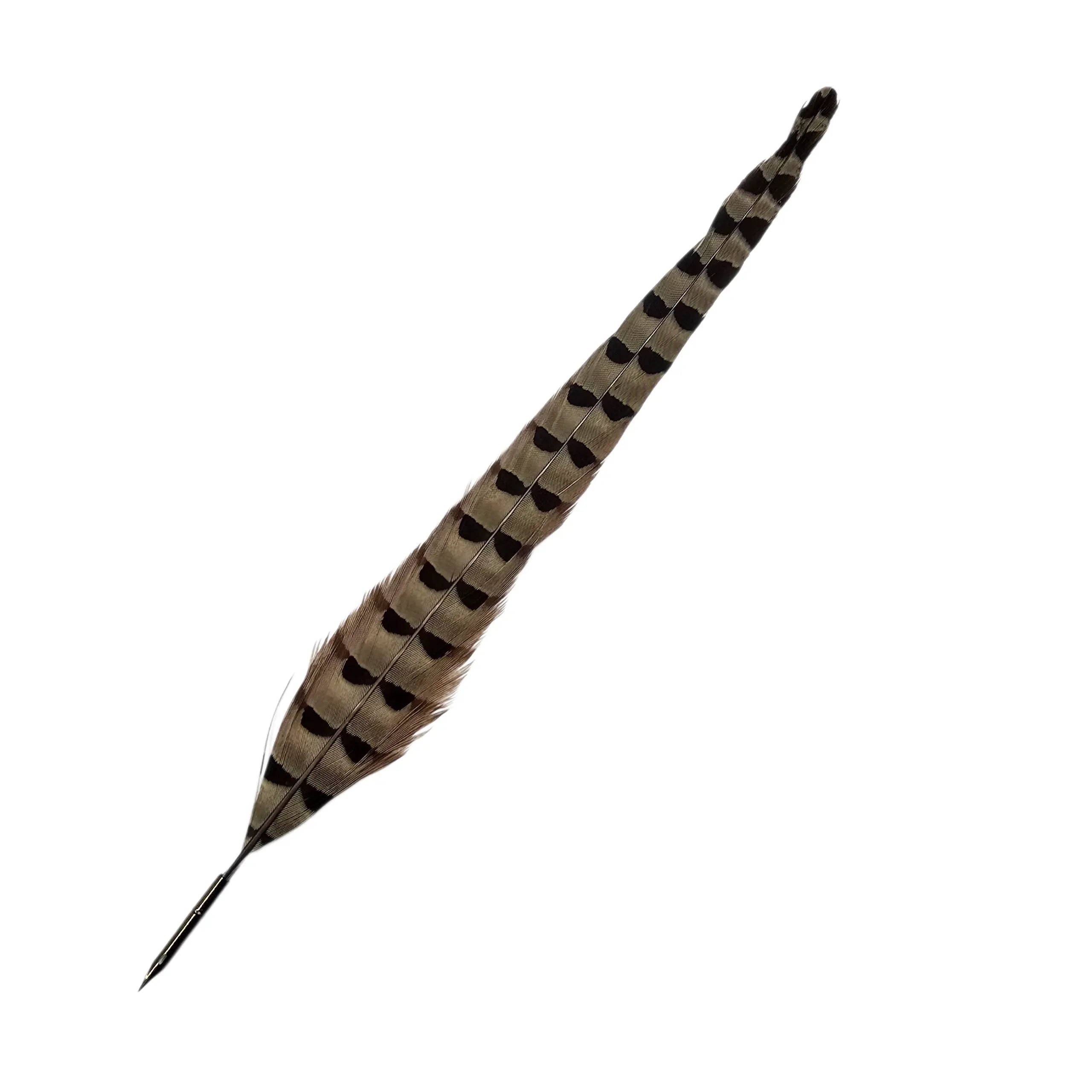 Ref: 1626-1: Golden pheasant feather