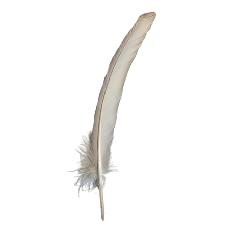 Plume d'oie naturel. La Plume du Scriptorium