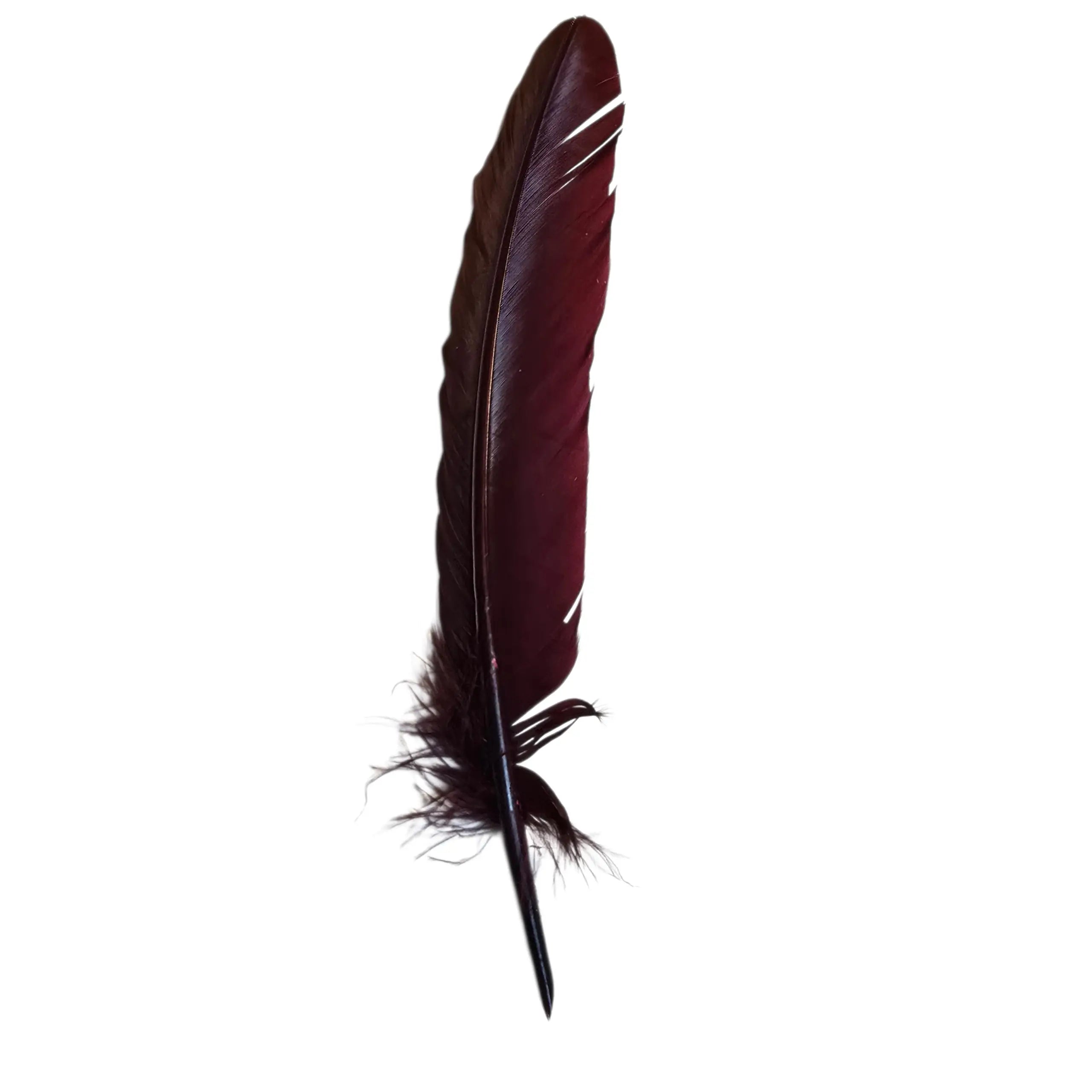 Plume d'oie naturel. La Plume du Scriptorium