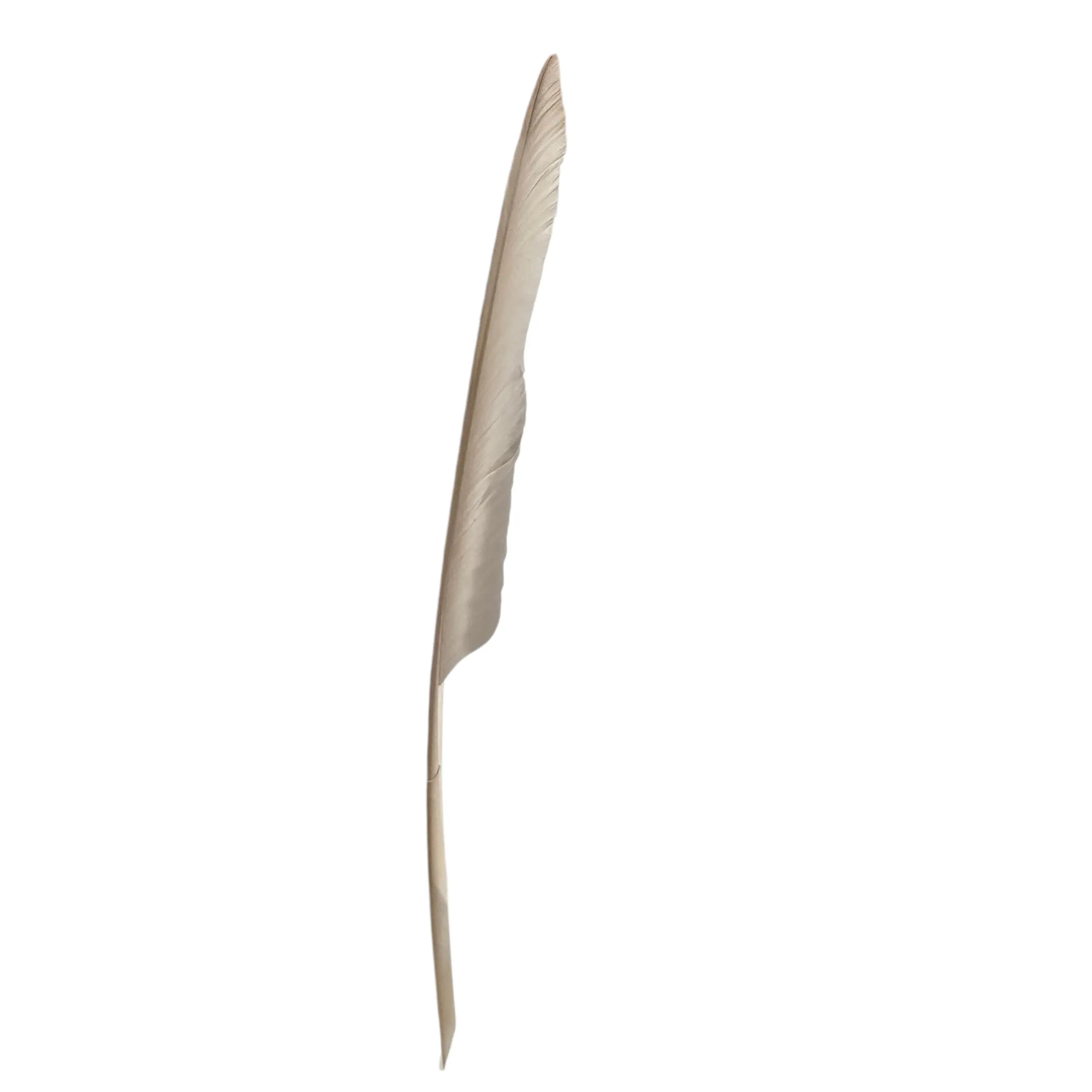 Plume de canard naturel