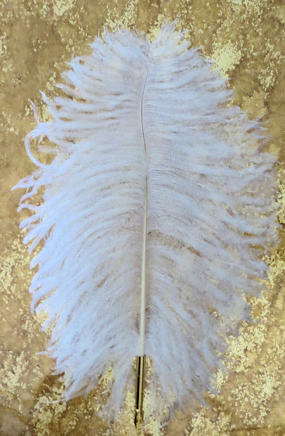 ref: 1421: Plume d'autruche